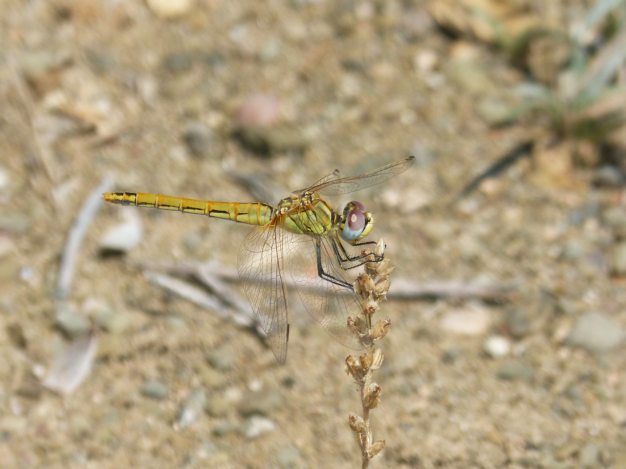 Geltona Lazdele, Lazda, Xarreteres Parot, Džiovintas Augalas, Orthetrum Chrysostigma, Nemokamos Nuotraukos,  Nemokama Licenzija