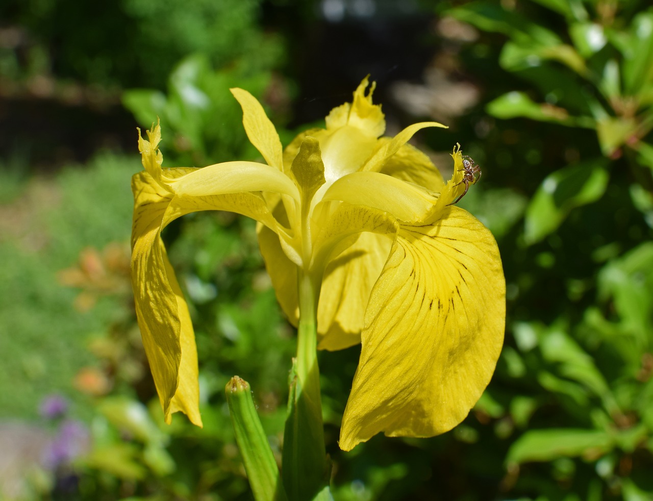 Geltonos Vėliavos Isis,  Iris,  Voras,  Gėlė,  Žiedas,  Žydi,  Augalų,  Sodas,  Voragyvis,  Floros