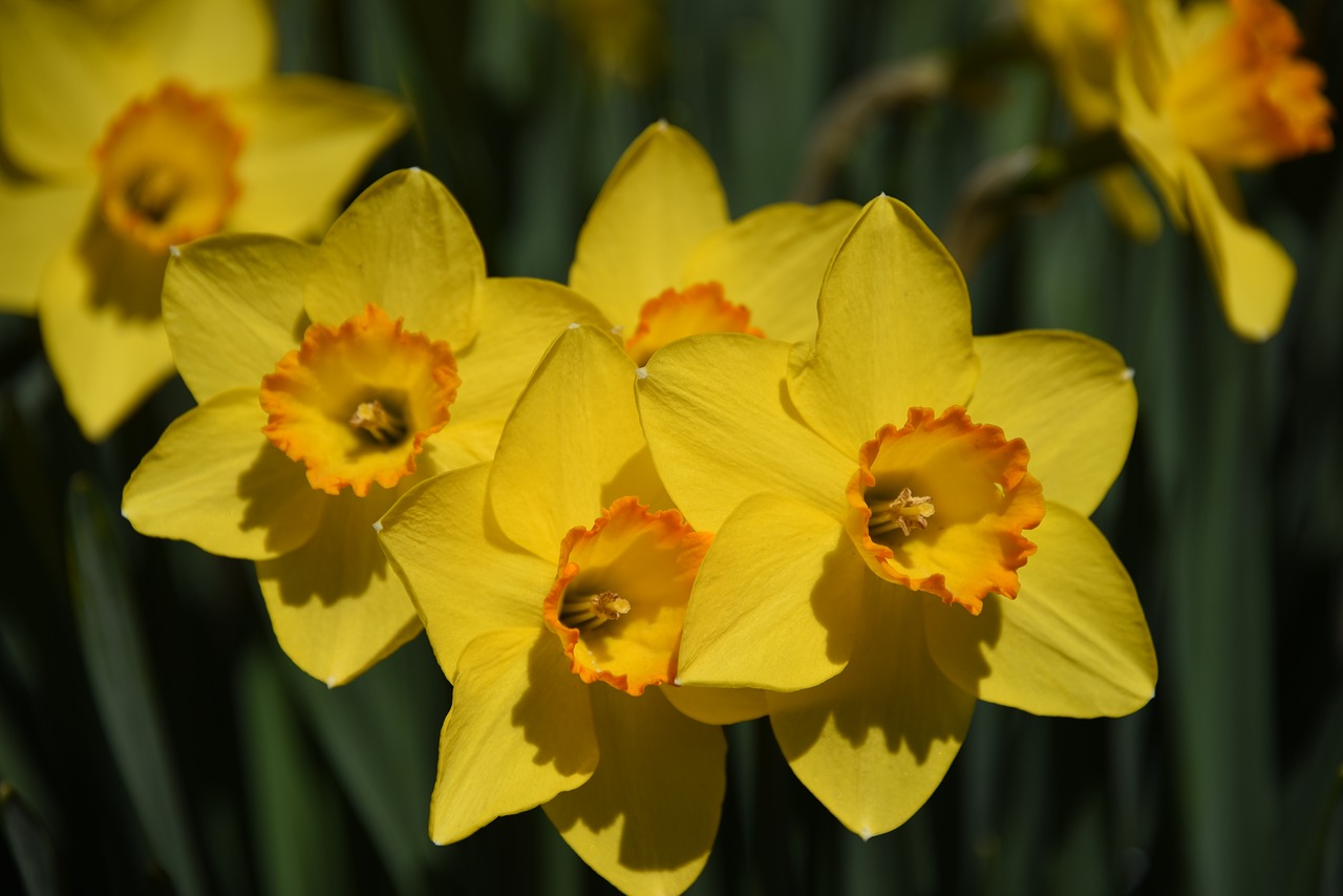 Narcizas, Geltona Gėlė, Daffodil, Pavasaris, Geltona, Gėlė, Augalas, Botanikos, Pavasaris, Žiedas