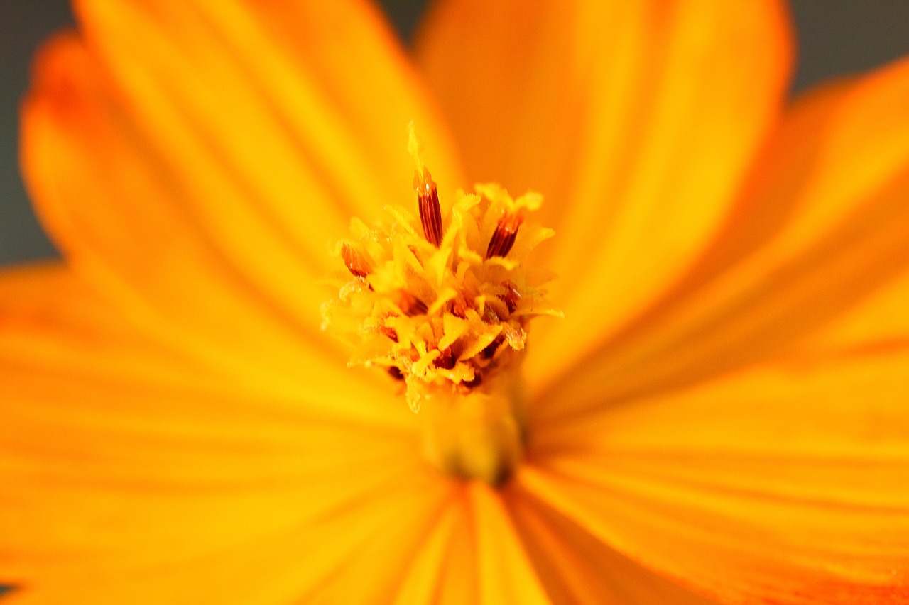 Geltona Gėlė, Natūralus, Iš Arti, Nemokamos Nuotraukos,  Nemokama Licenzija
