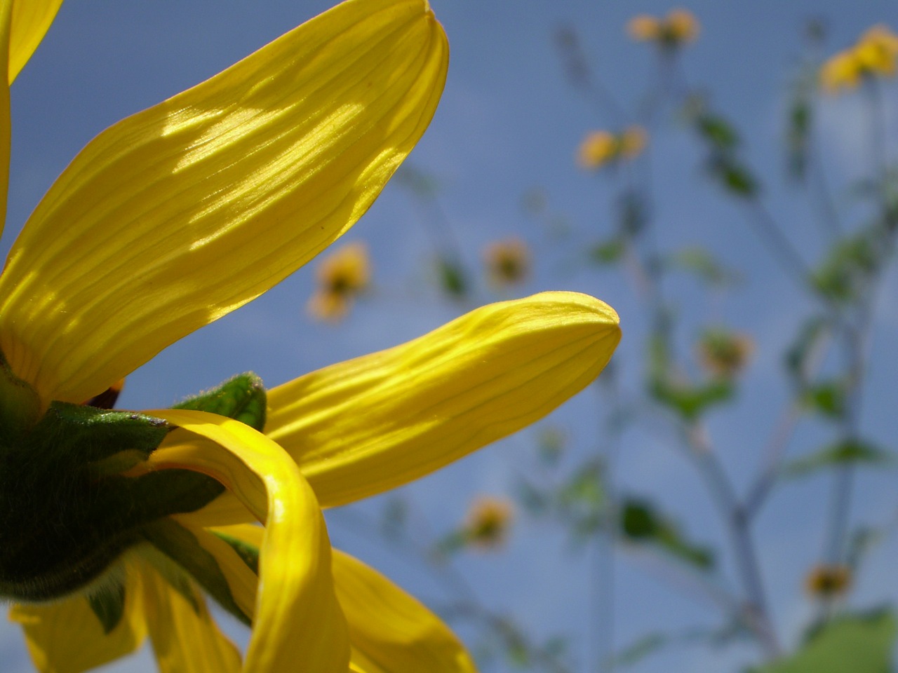 Geltona Gėlė, Žiedlapiai Grazi, Pavasaris, Nemokamos Nuotraukos,  Nemokama Licenzija