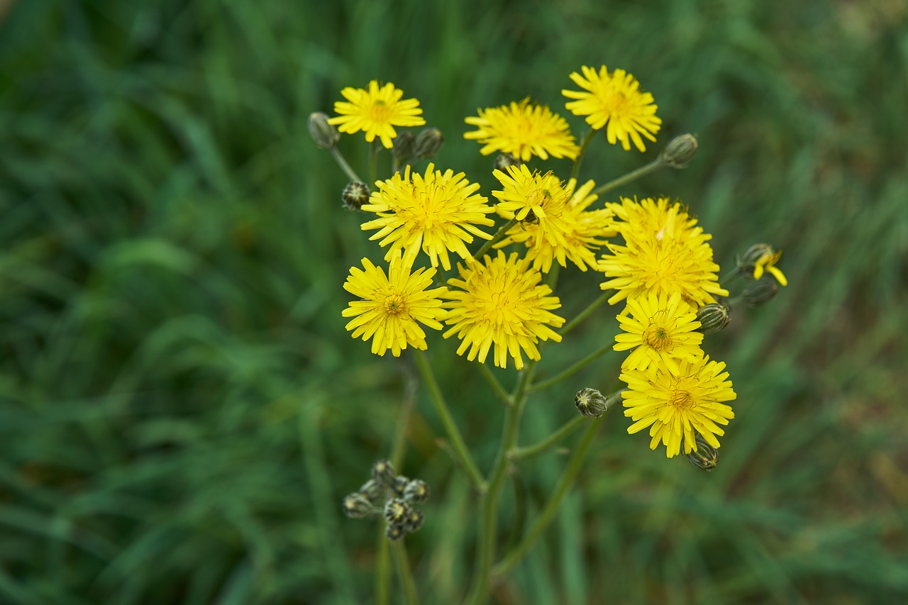 Geltonos Gėlės, Flora, Geltona, Gamta, Botanika, Žydėjimas, Gėlės, Sodas, Geltona Gėlė, Augalas