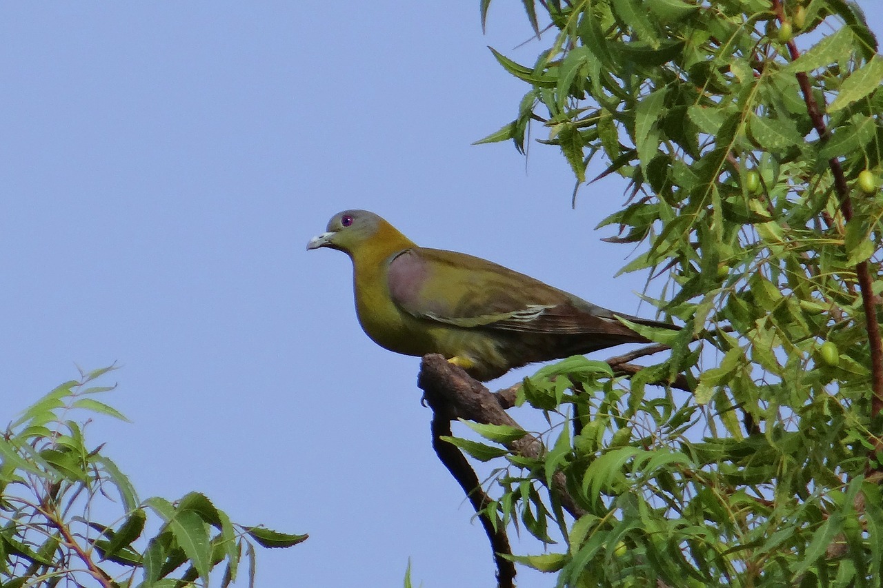 Geltonkakis Žaliasis Balandis, Troon Phoenicoptera, Geltonkakis Žaliasis Balandis, Paukštis, Balandis, Yfgp, Indija, Nemokamos Nuotraukos,  Nemokama Licenzija