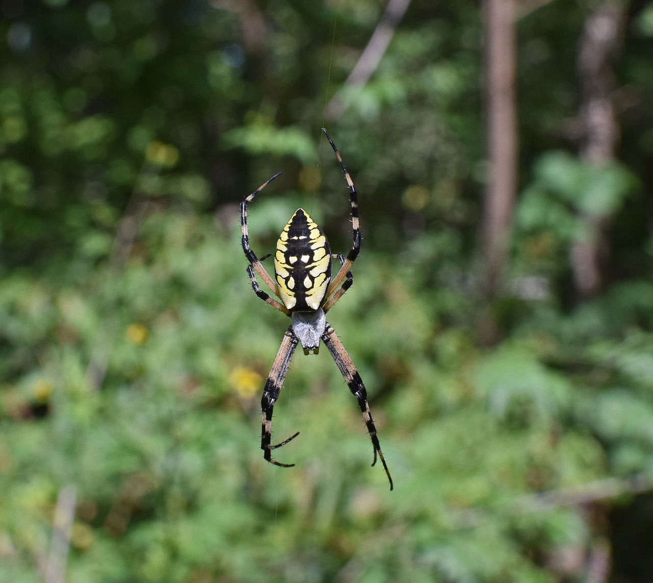 Geltona Sodo Voras, Voras, Iš Šono, Arachnid, Gyvūnas, Gamta, Sodas, Juoda, Geltona, Spalvinga