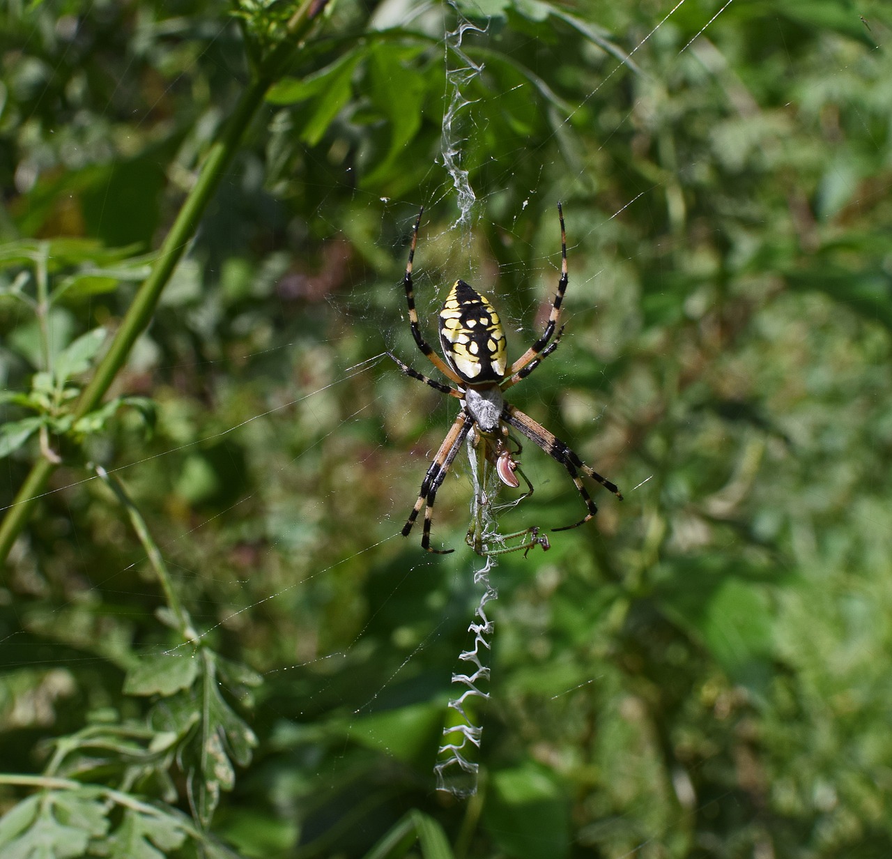 Geltona Sodo Voras, Voras, Iš Šono, Internete, Arachnid, Gyvūnas, Gamta, Sodas, Juoda, Geltona