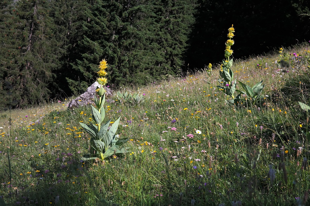 Geltona Gentian, Žiedas, Žydėti, Gėlė, Geltona, Alpių Gėlė, Alpių Augalas, Kalnų Gėlė, Kalnų Augalas, Gentiana Lutea