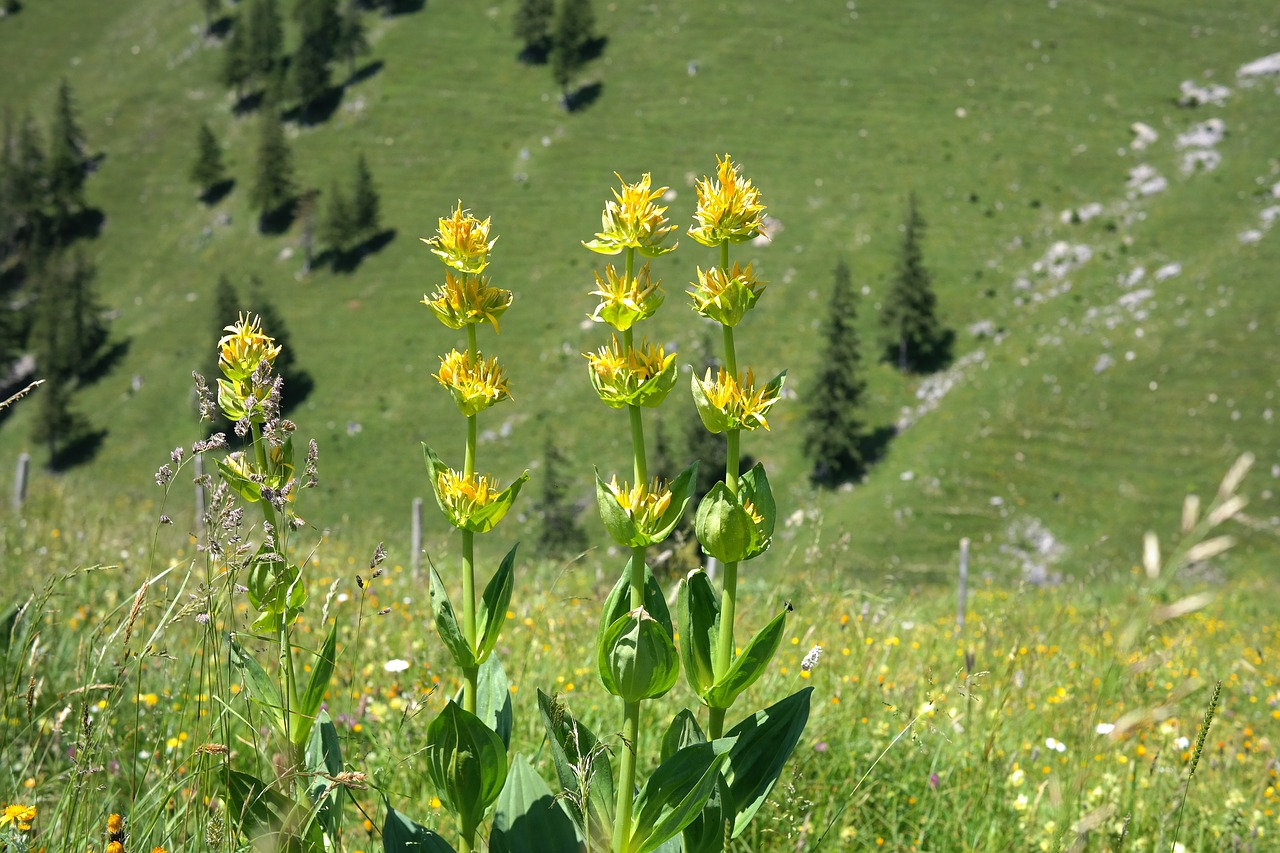 Geltona Gentian, Žiedas, Žydėti, Gėlė, Geltona, Alpių Gėlė, Alpių Augalas, Kalnų Gėlė, Kalnų Augalas, Gentiana Lutea