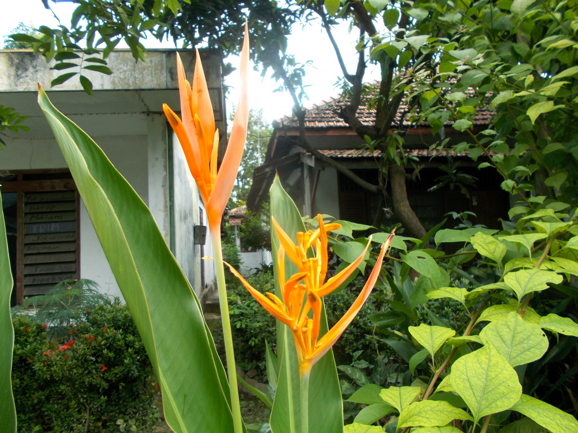 Heliconia,  Paukštis,  Rojus,  Gėlė,  Gėlės,  Geltona,  Oranžinė,  Raganas,  Gamta,  Botanika