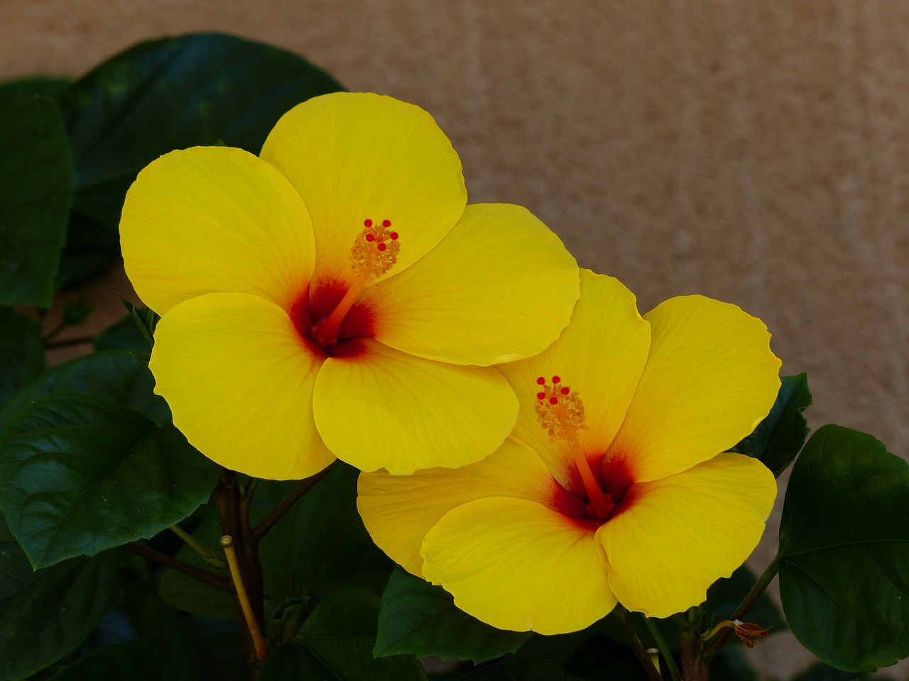 Geltona Hibiscus, Gėlė, Žiedas, Žydėti, Augalas, Geltona, Hibiscus, Zefyras, Mallow, Malvaceae