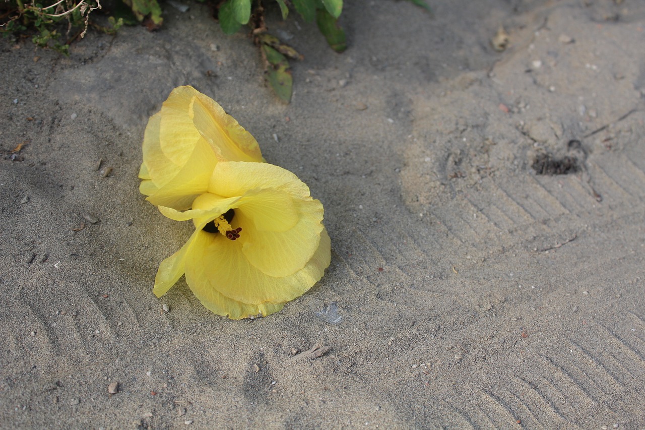 Geltona Hibiscus, Geltona, Gėlė, Nemokamos Nuotraukos,  Nemokama Licenzija