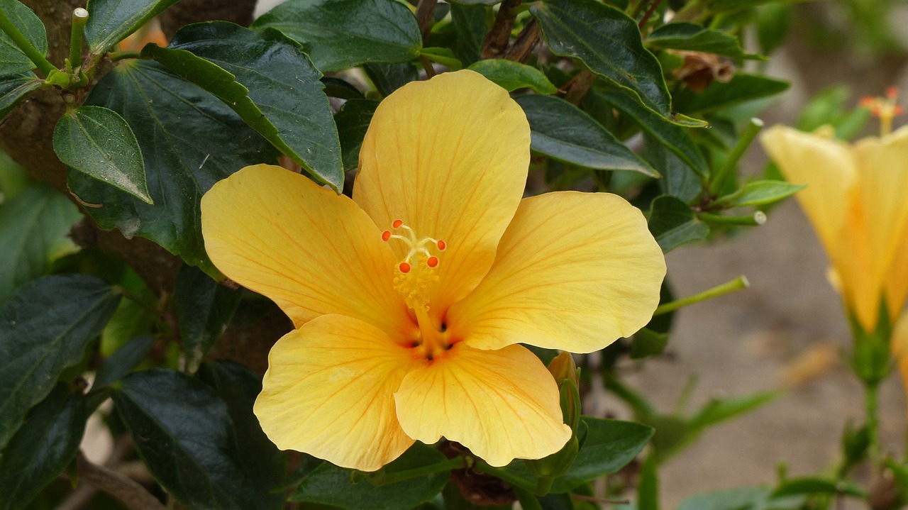 Geltona Hibiscus,  Havajų Nacionalinė Gėlė,  Gėlės,  Charakteris, Nemokamos Nuotraukos,  Nemokama Licenzija