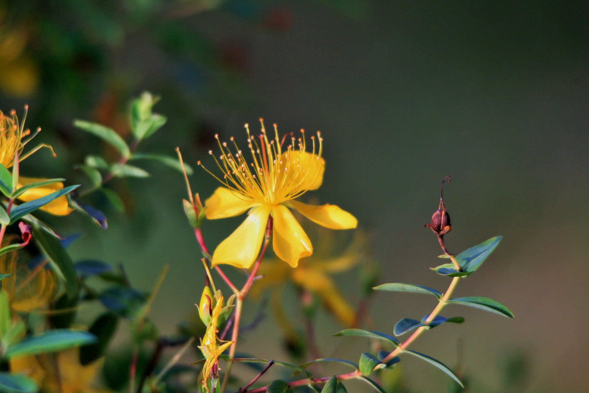 Hypericum,  Gėlė,  Geltona,  Sausas,  Rūdys,  Geltona Šikšnosparnis Ir Sausa Gėlė, Nemokamos Nuotraukos,  Nemokama Licenzija