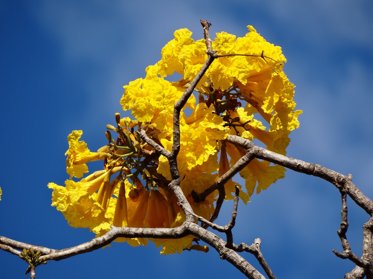 Geltona Ipê, Geltona Gėlė, Ipê, Gėlės, Pavasaris, Brazilijos Cerrado, Cerrado, Medis, Gražus, Nemokamos Nuotraukos