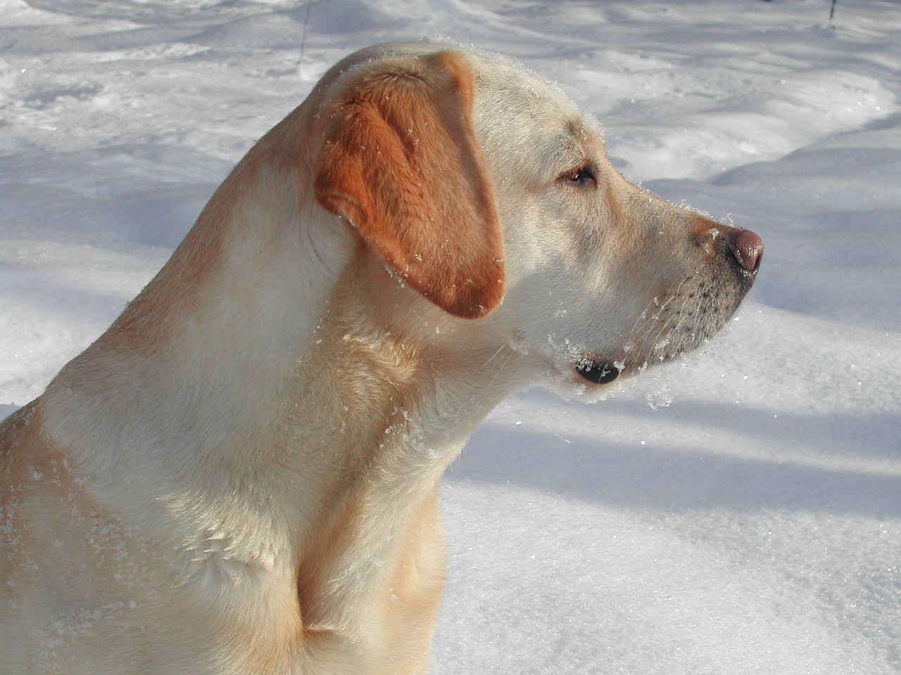 Geltonas Labradoro Retriveris,  Šuo,  Sniegas,  Šunys,  Sporto,  Žiūri,  Sėdi,  Auksinis,  Naminis Gyvūnėlis,  Sportas