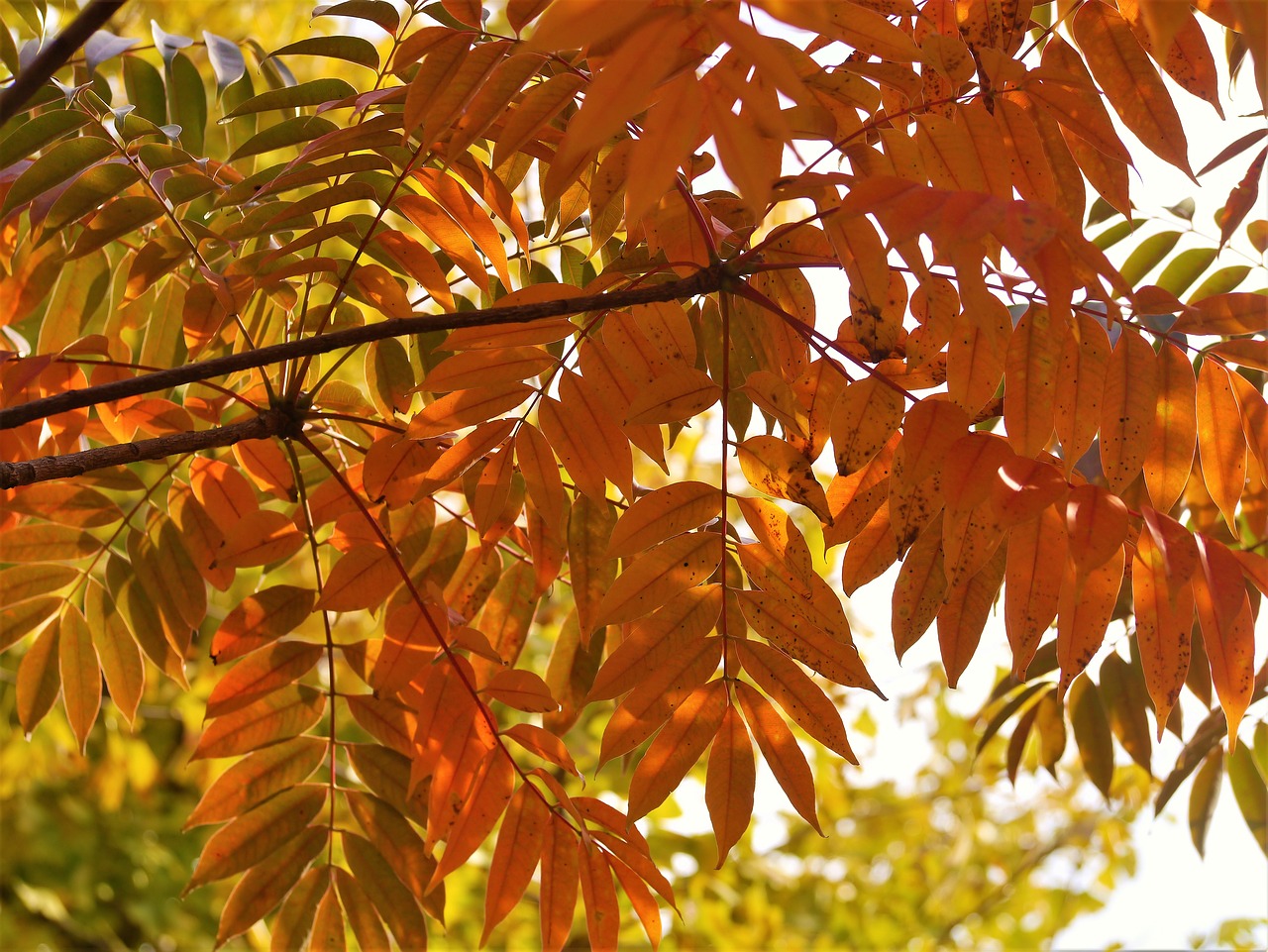 Geltonieji Lapai, Rudens Lapai, Gingko Medis, Raudona, Huan, Žalias, Oranžinė, Filialas, Venų, Vėlyvas Ruduo