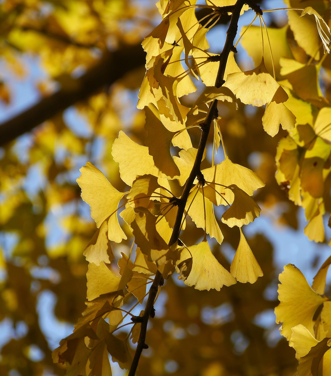 Geltonieji Lapai, Gingko Medis, Maidenhair Tree, Mėlynas Dangus, Huan, Žalias, Filialas, Venų, Vėlyvas Ruduo, Lapai