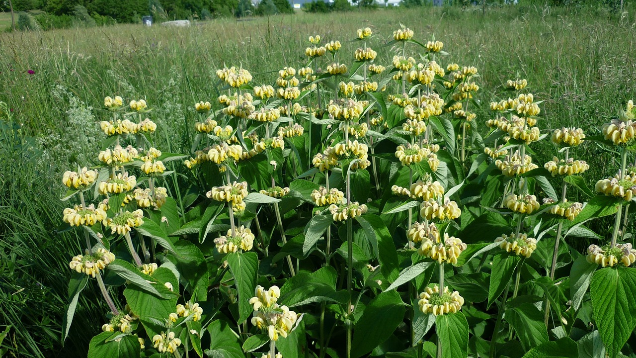 Geltonoji Dilgė, Didelės Gėlės, Veisimas, Pieva, Patraukli Augalų Grupė, Nemokamos Nuotraukos,  Nemokama Licenzija