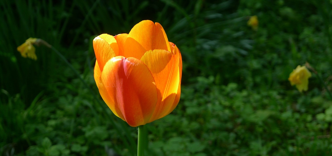 Geltona Oranžinė Tulpė, Pavasaris, Viena Gėlė, Nemokamos Nuotraukos,  Nemokama Licenzija