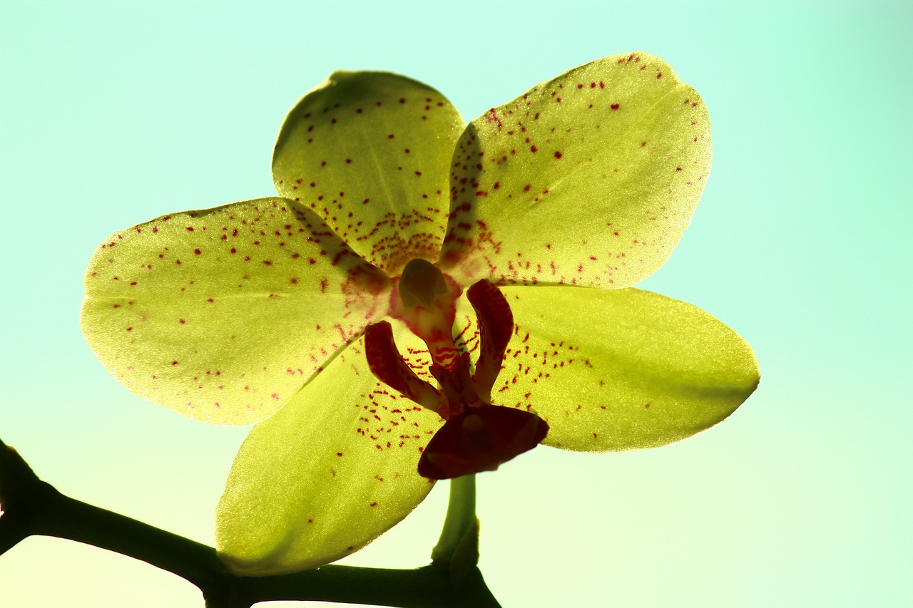 Geltona Orchidėja, Šviesios Galinės Erdvės, Orchidėja, Gėlė, Menas, Nemokamos Nuotraukos,  Nemokama Licenzija