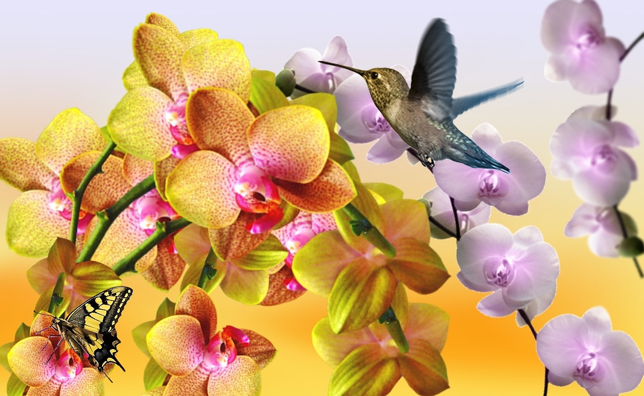 Geltona Orchidėja,  Alyvinė Orchidėja,  Orchidėja Sujungta,  Balta Orchidėja,  Gamta,  Pavasaris,  Sodas,  Botanistas,  Gėlė,  Gėlės