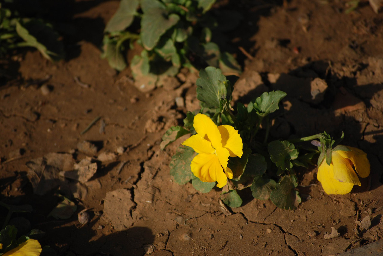 Pansy,  Gėlė,  Gėlės,  Saulės Šviesa,  Dirvožemis,  Purvas,  Purvinas,  Geltona Ramunė, Nemokamos Nuotraukos,  Nemokama Licenzija