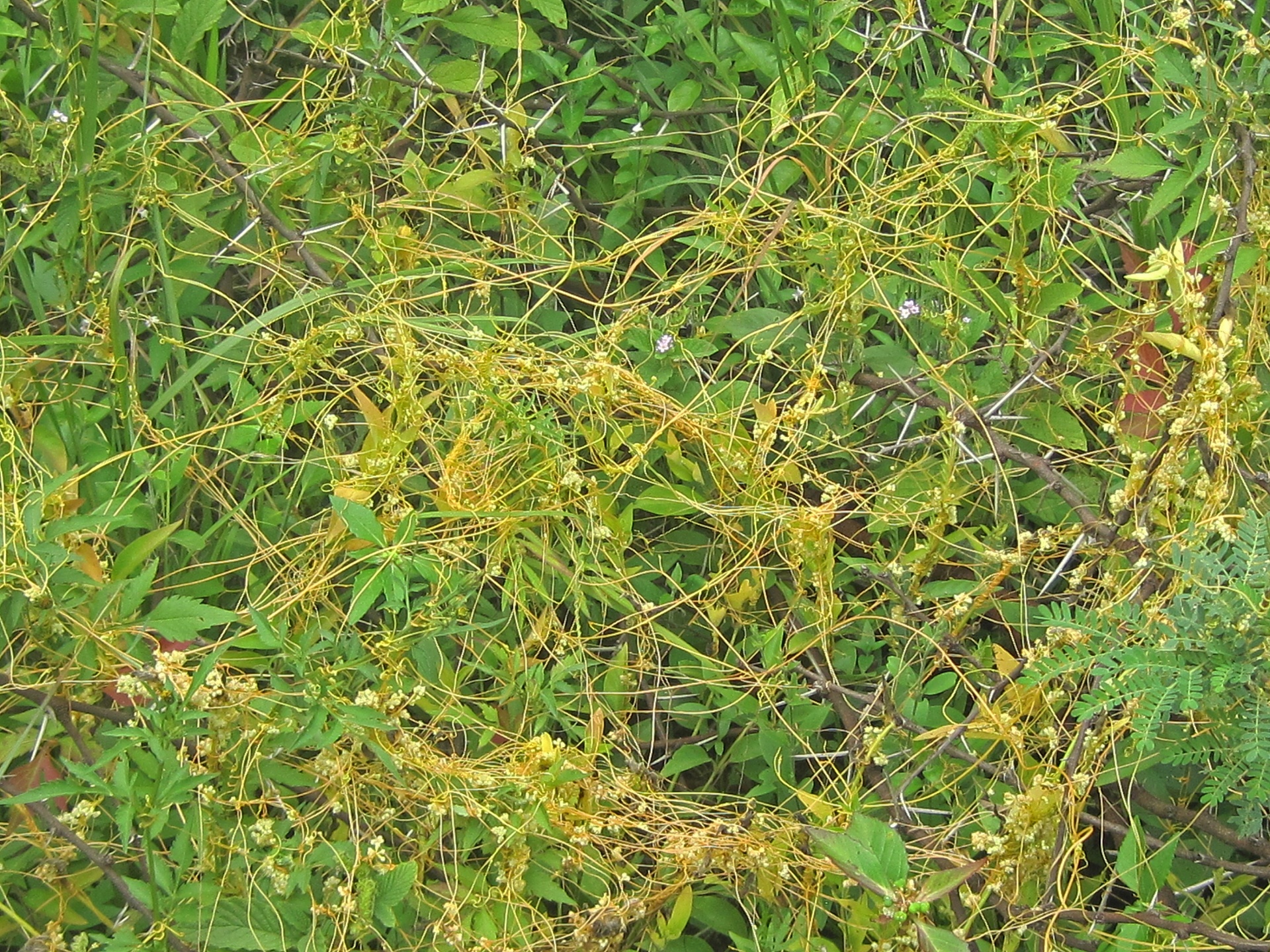 Parazitas,  Dovanas,  Cuscuta,  Geltona,  Stringy,  Strangling,  Dengimas,  Augmenija,  Žalias,  Geltonas Parazitinis Augalas