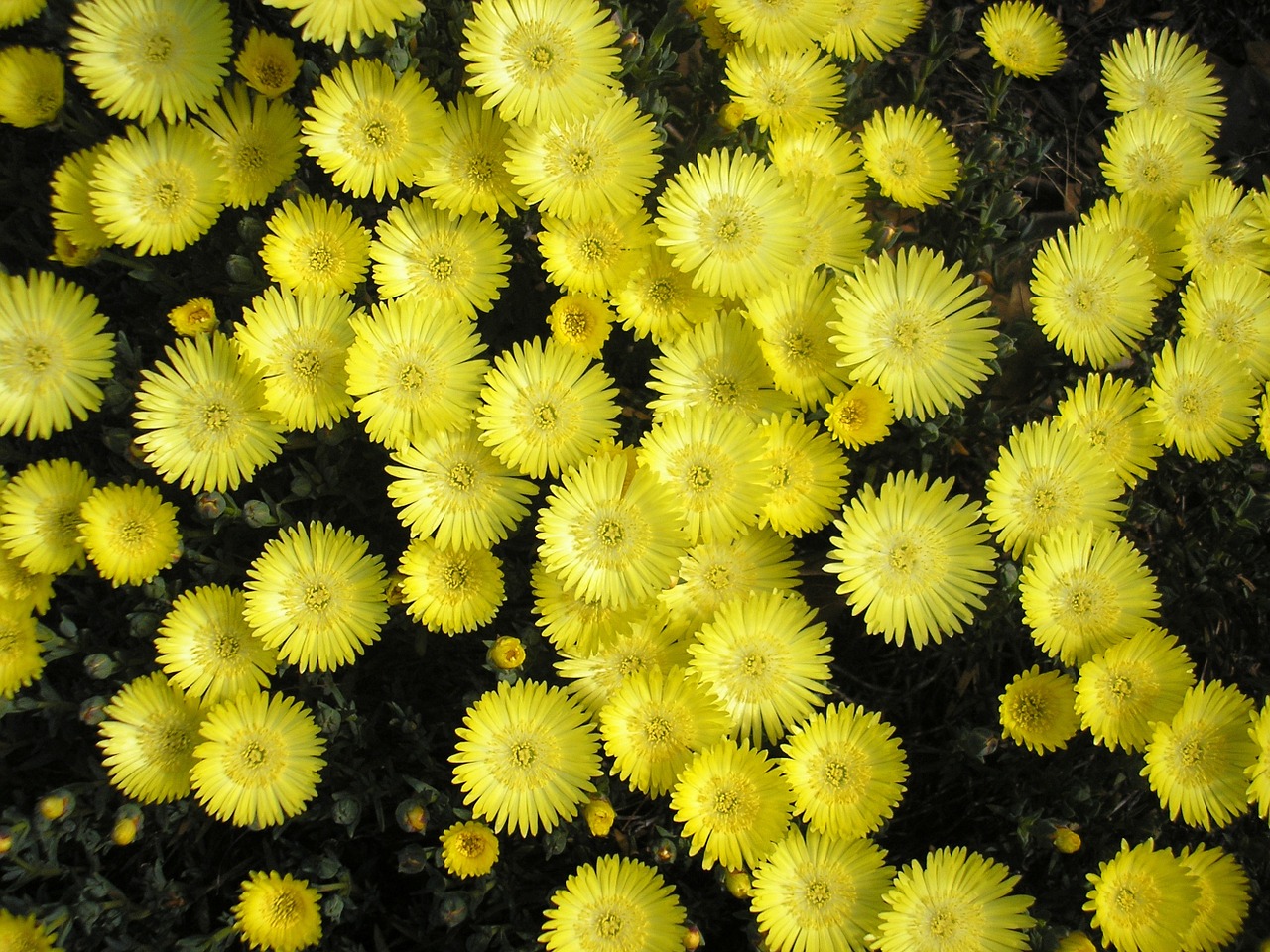 Geltona Kiaulytė, Gėlė, Kiaulytė, Carpobrotus, Ledo Augalas Sultingas, Geltona, Gamta, Flora, Augalas, Hottentot