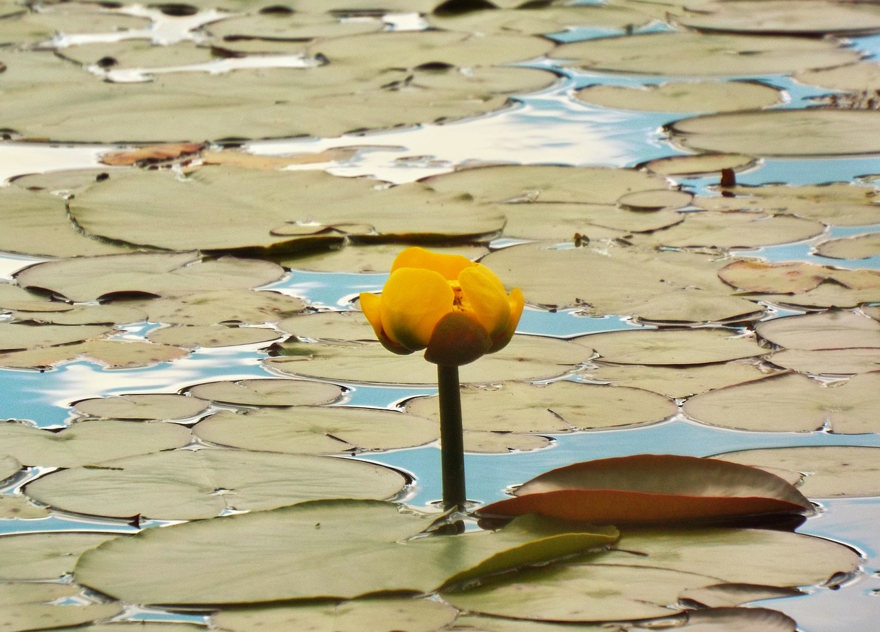 Geltona Tvenkinys Lelija, Gėlė, Augalas, Vanduo, Gamta, Žydėti, Žiedas, Lauke, Nuphar Lutea, Gėlių