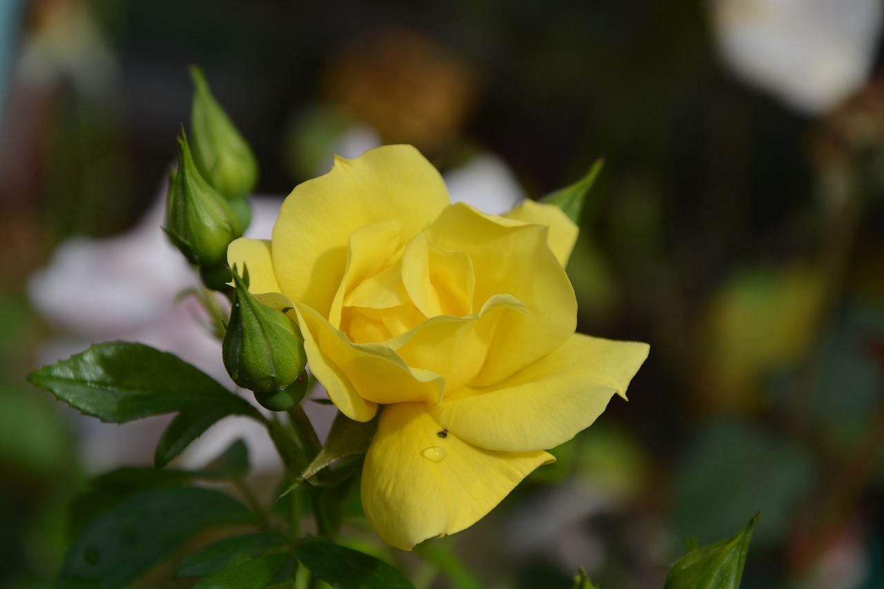 Geltona Rožė, Rožių Gėlių, Jardiniere, Puodą, Gamta, Apdaila, Botanika, Pasiūlymas, Gėlių Kompozicija, Žydėjimas