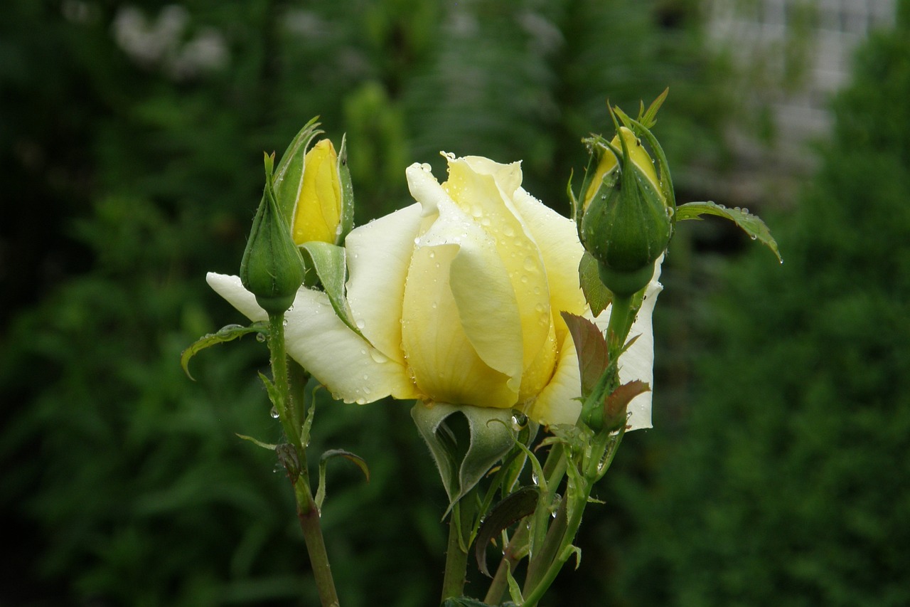 Geltona Rožė, Landora, Floribunda, Rosebud, Rožė, Žiedas, Žydėti, Budas, Vasara, Nemokamos Nuotraukos