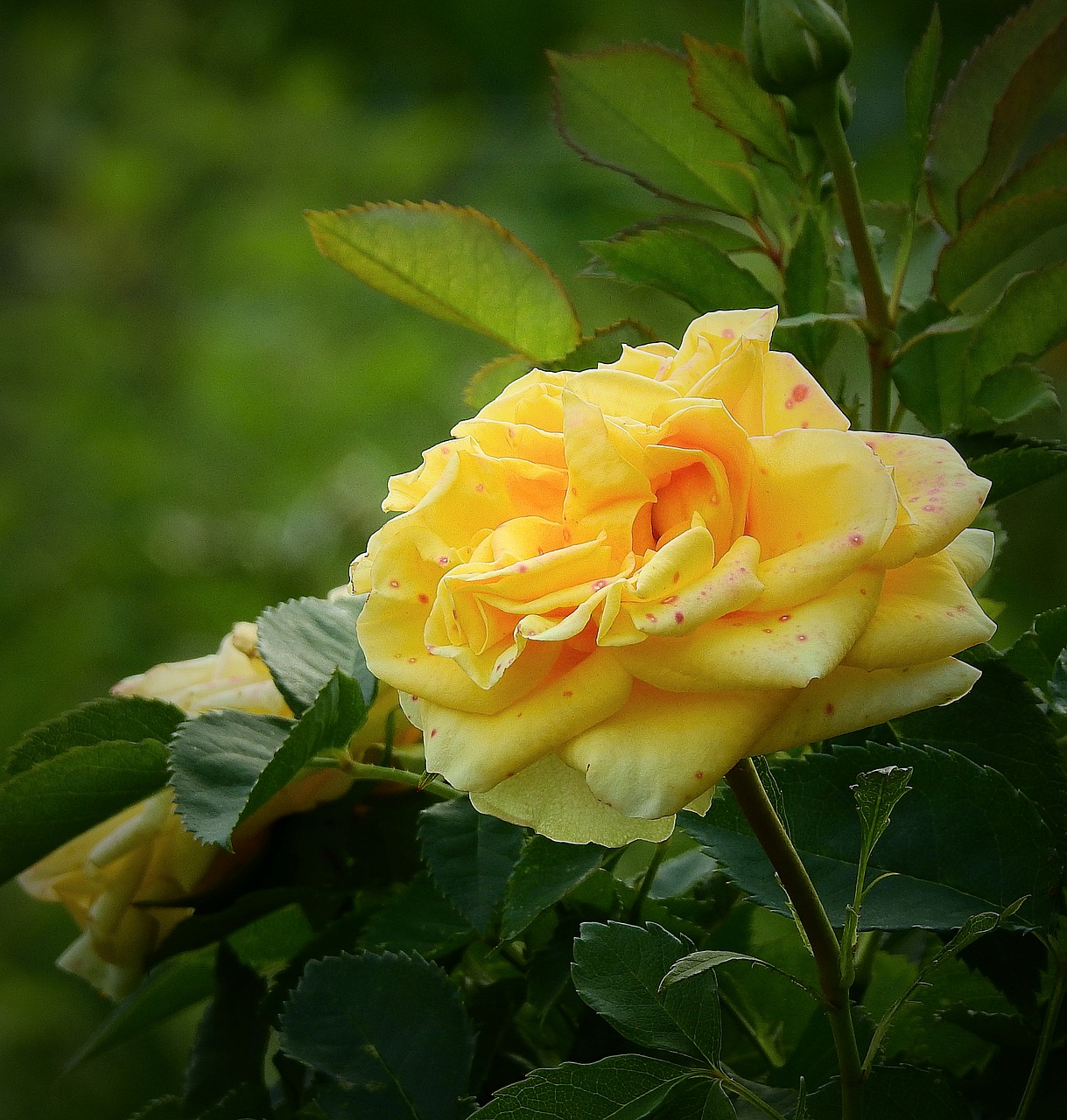 Geltonos Rožės,  Gamtos Grožis,  Gėlė,  Žydi, Nemokamos Nuotraukos,  Nemokama Licenzija