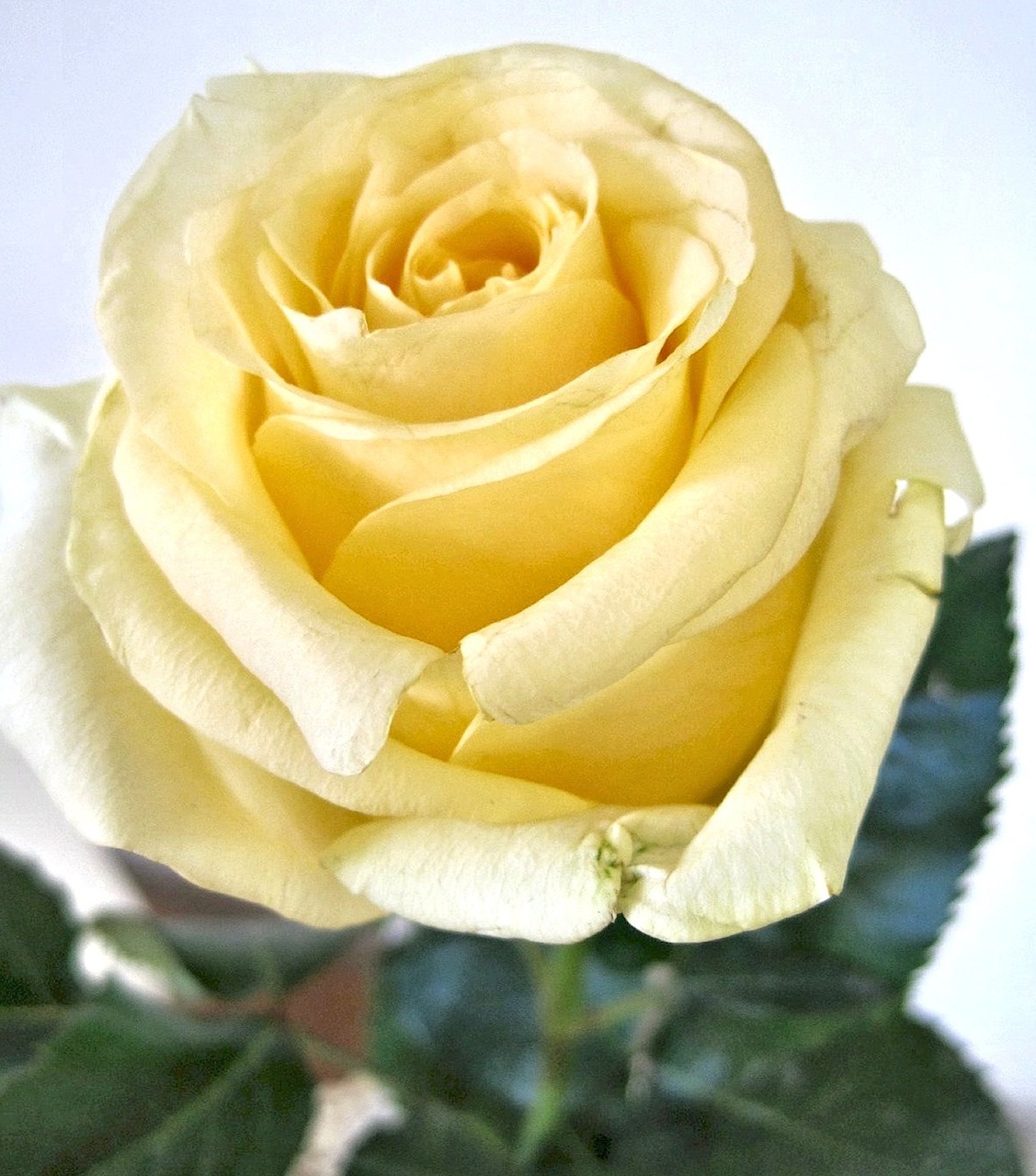 Geltona Rožė, Kvepianti Sodo Gėlė, Kanada, Nemokamos Nuotraukos,  Nemokama Licenzija