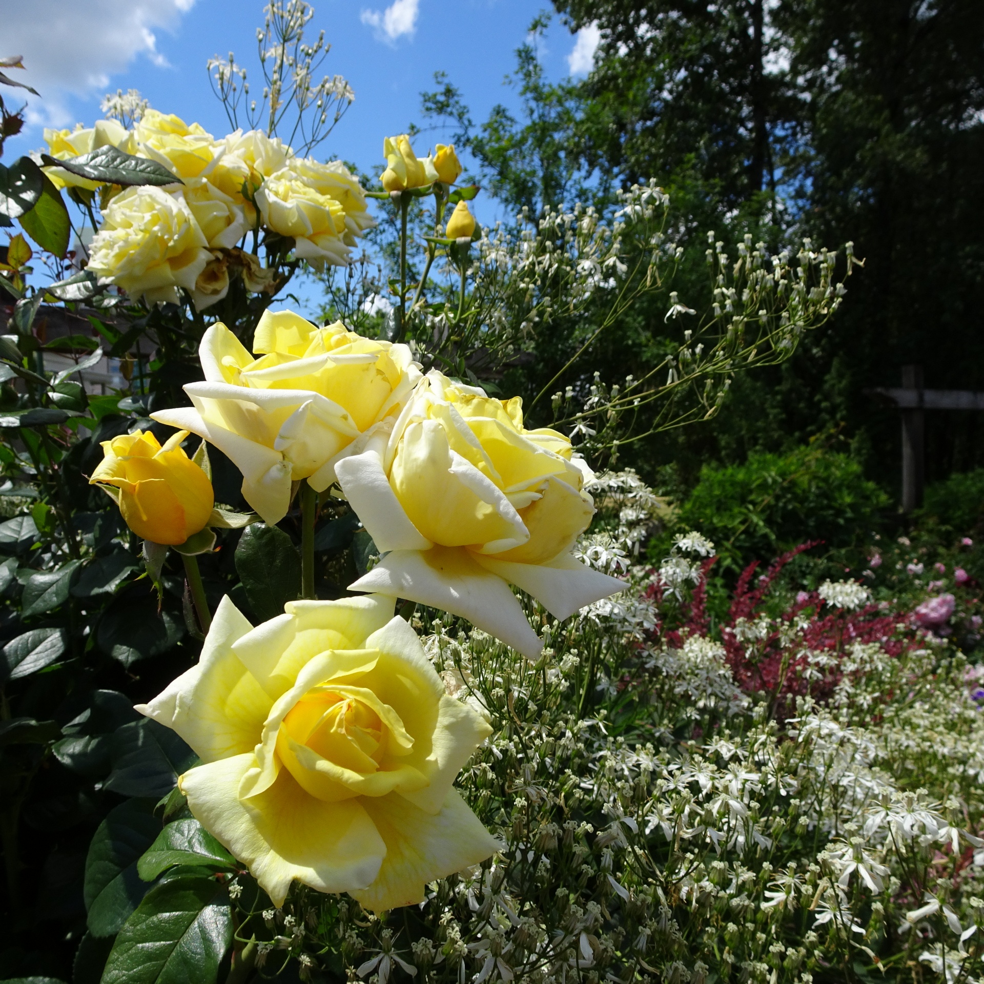 Geltona,  Rožės,  Augalai,  Iš Arti,  Nuotrauka,  Fotografija,  Sodas,  Meilė,  Gražus,  Geltonos Rožės