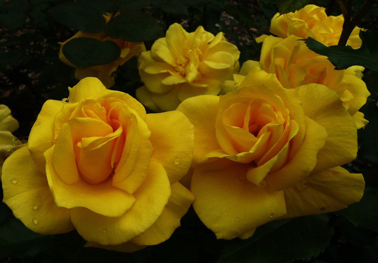 Geltona,  Rožės,  Gėlė,  Geltonos Rožės, Nemokamos Nuotraukos,  Nemokama Licenzija