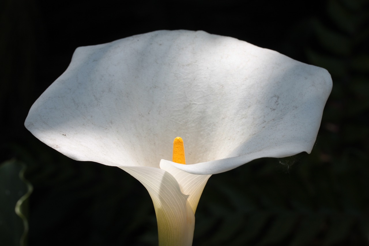 Geltonas Spadiksas, Gėlė, Balta, Spathe, Augalas, Botanikos, Žydi, Žiedas, Šviežias, Zantedeschia Albomaculata