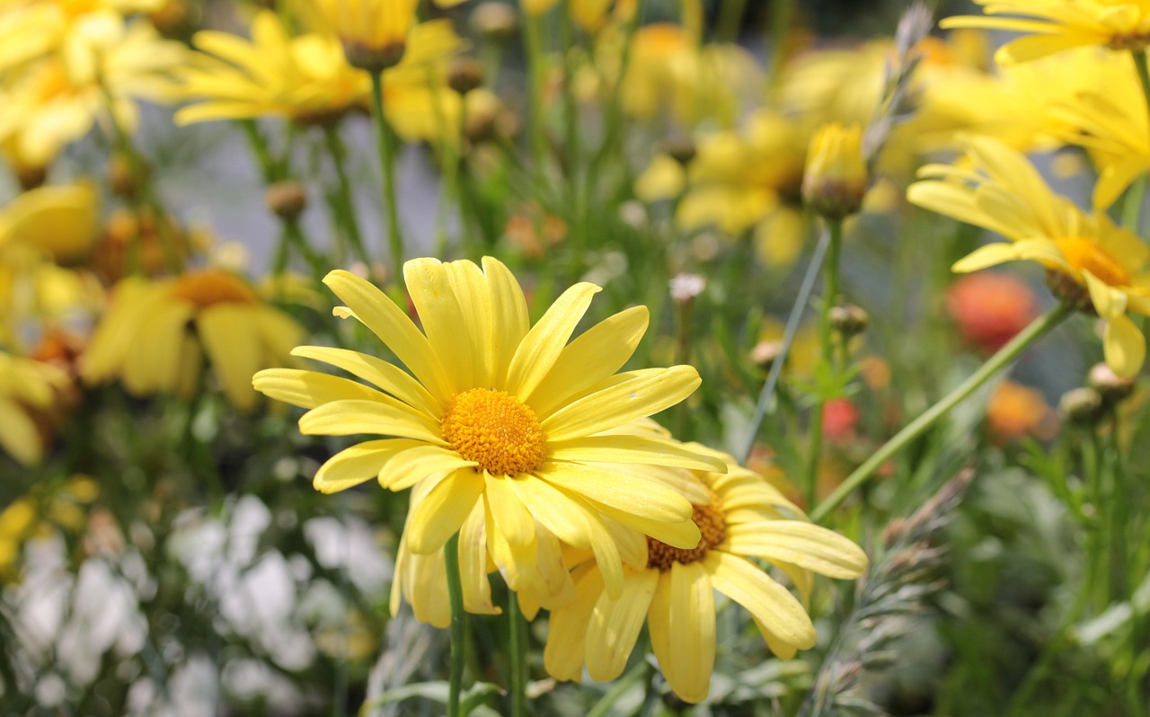 Geltonas Strauchmargerite, Euryops Chrysanthemoides, Korbblüter, Spalvinga, Vasara, Žiedas, Žydėti, Šviesus, Gėlė, Vasaros Gėlės