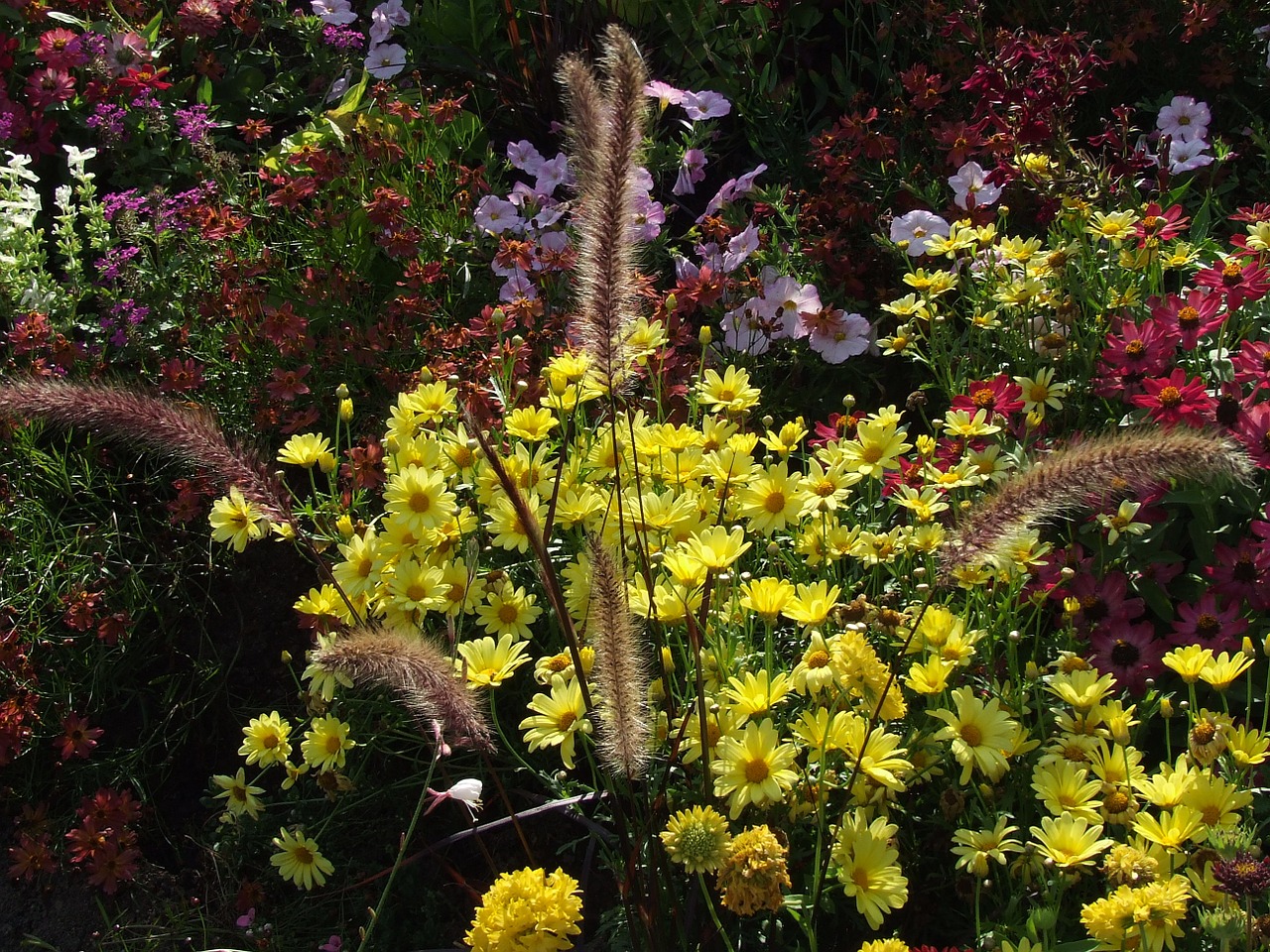 Geltonas Strauchmargerite, Medžio Daisy, Geltona, Asorti Gėlės, Gėlės, Spalvinga, Nemokamos Nuotraukos,  Nemokama Licenzija