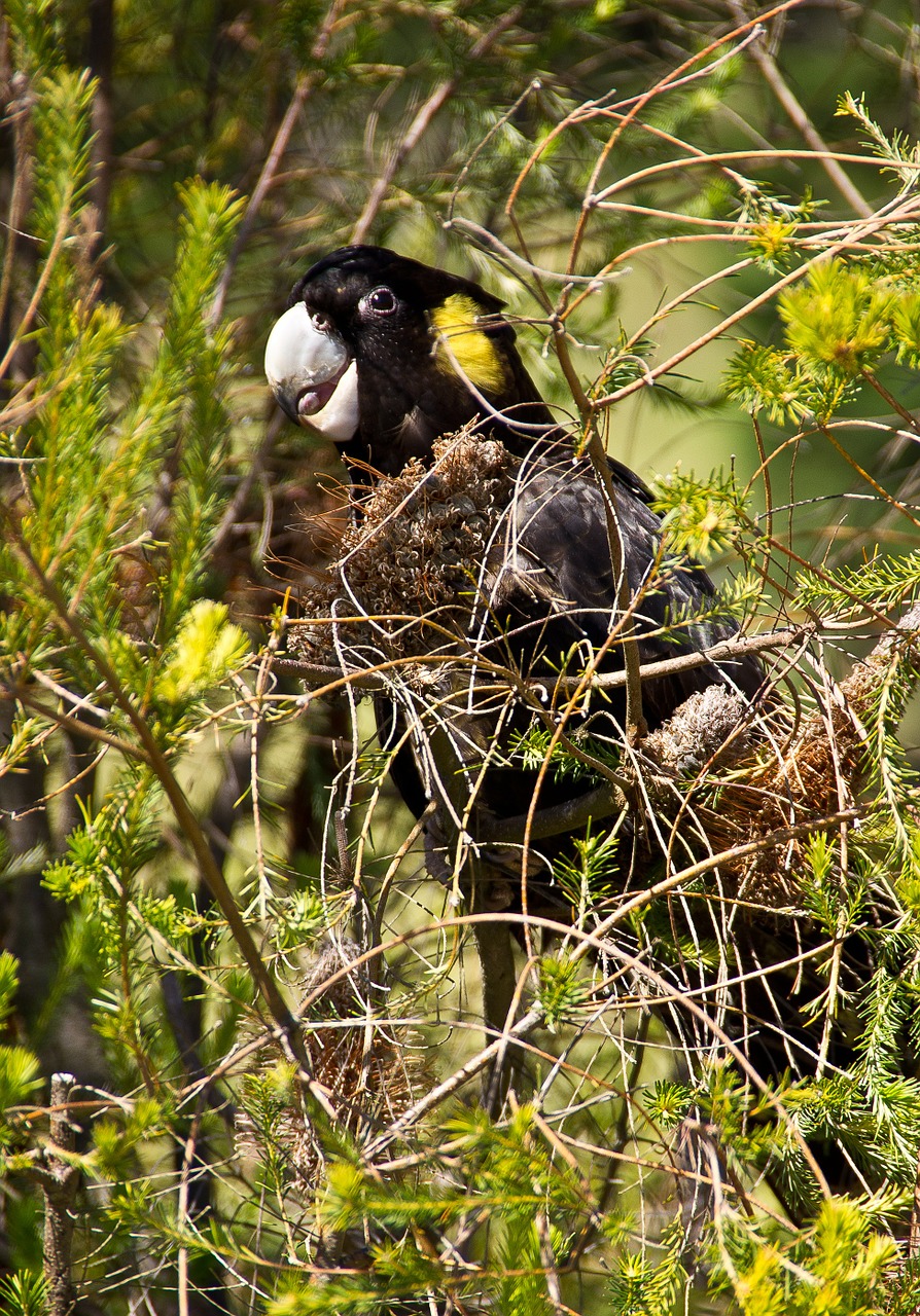 Juodos Spalvos Kakadu, Kakadu, Papūga, Paukštis, Australia, Queensland, Juoda, Nemokamos Nuotraukos,  Nemokama Licenzija