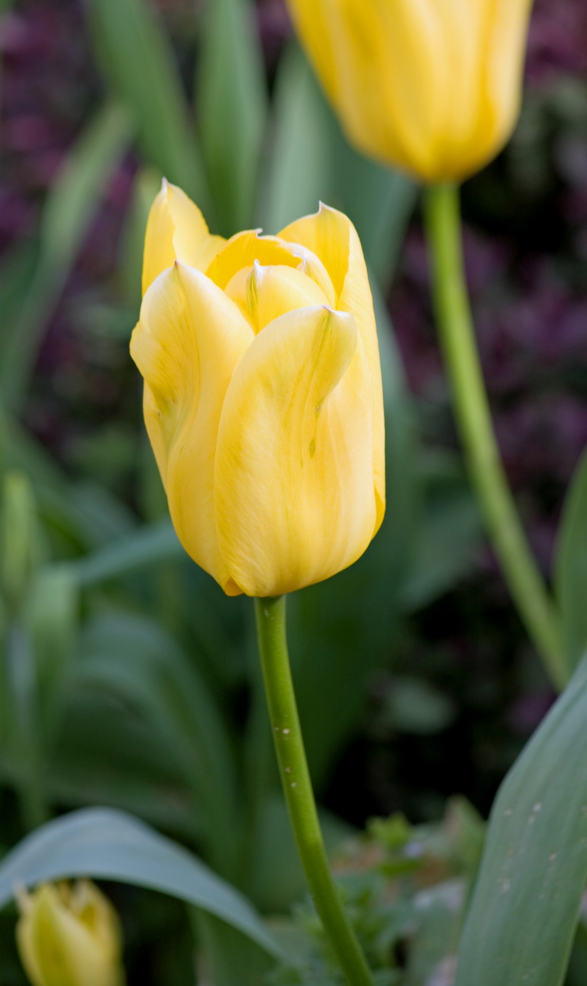 Tulpė,  Tulpės,  Geltona,  Gėlė,  Gėlės,  Žydi,  Gėlių,  Flora,  Gamta,  Gražus