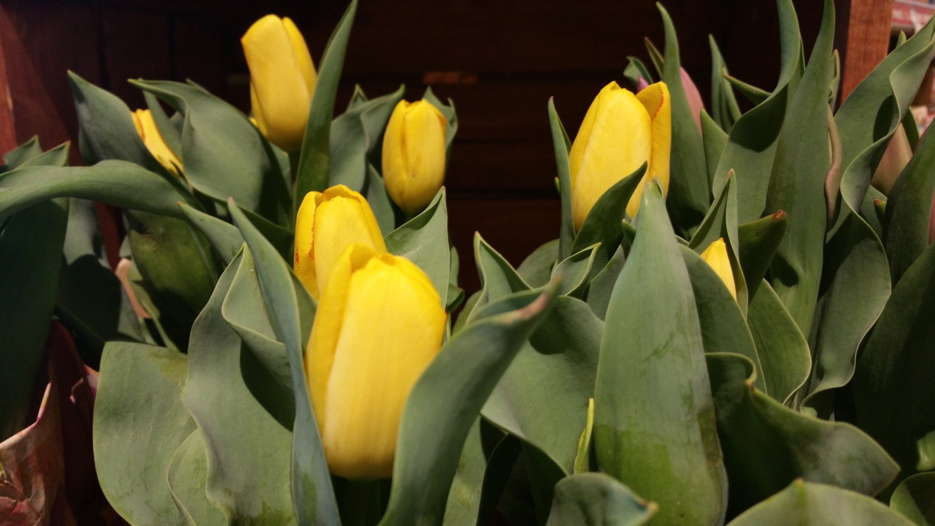 Tulpės,  Geltona,  Gėlė,  Velykos,  Motinos Dienos & Nbsp,  Geltonos Tulpės, Nemokamos Nuotraukos,  Nemokama Licenzija