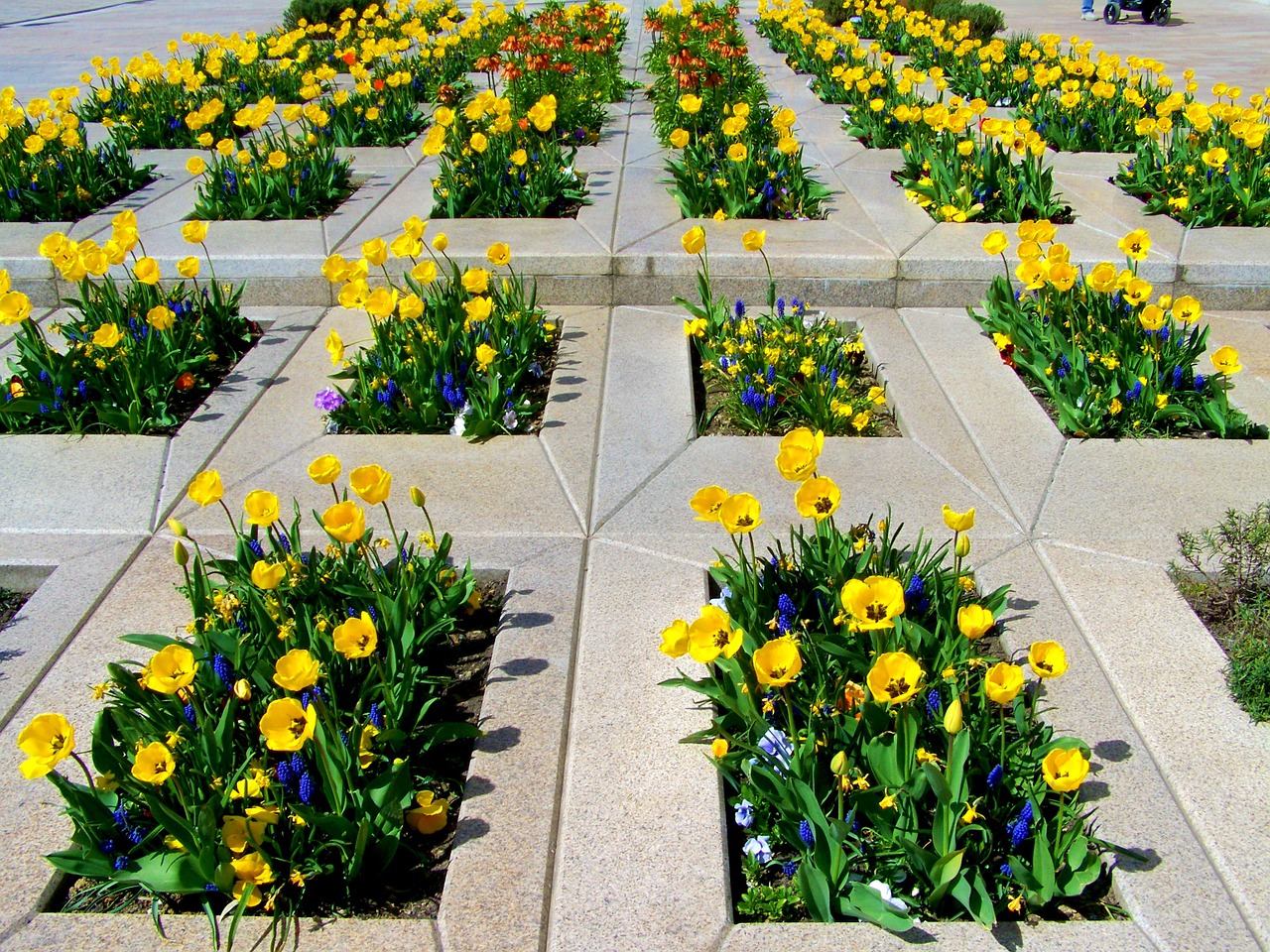 Geltonos Tulpės, Pavasario Gėlė, Pecs, Nemokamos Nuotraukos,  Nemokama Licenzija