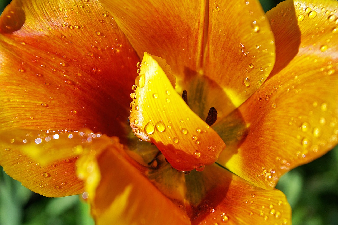 Geltonas Navikas, Oranžinė Tulpė, Uždaryti, Pavasaris, Gėlės, Pavasario Gėlė, Flora, Geltona, Gamta, Tulpė