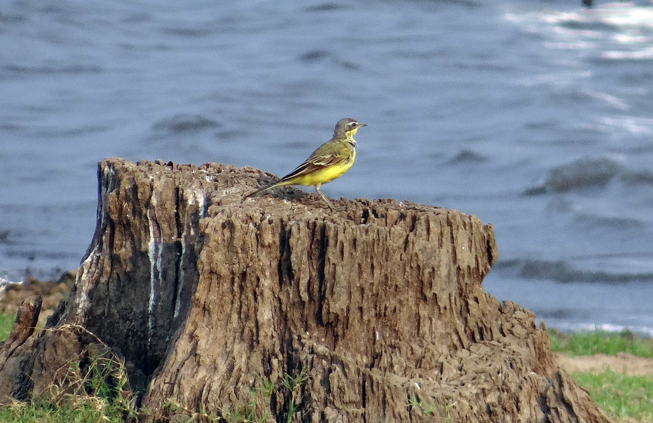 Geltona Vagtail, Wagtail, Paukštis, Motacilla Flava, Kumpas, Ežero Pusė, Aves, Paukštis, Avifauna, Indija