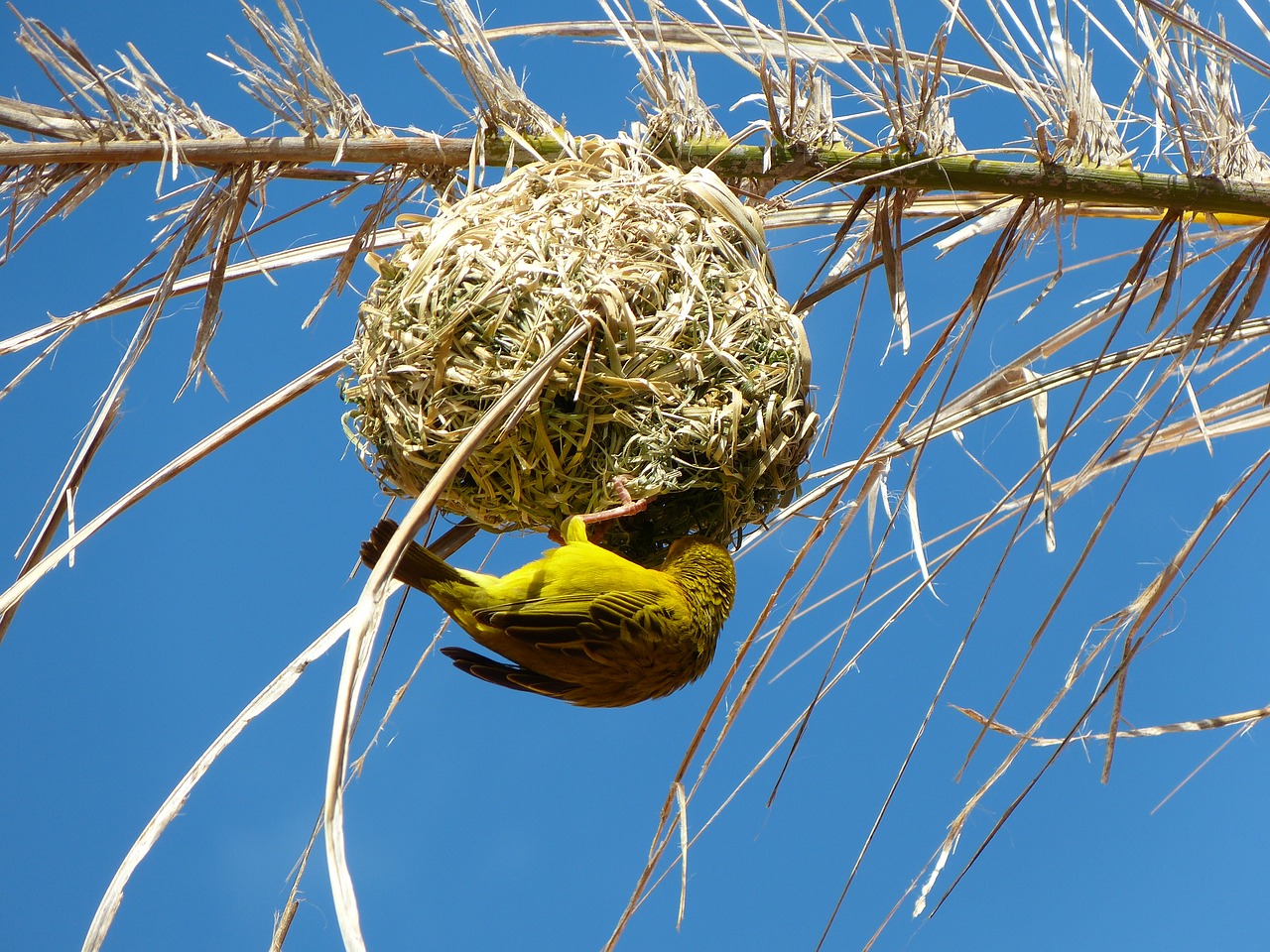 Geltona Weaver Paukštis, Lizdas, Pietų Afrika, Nemokamos Nuotraukos,  Nemokama Licenzija
