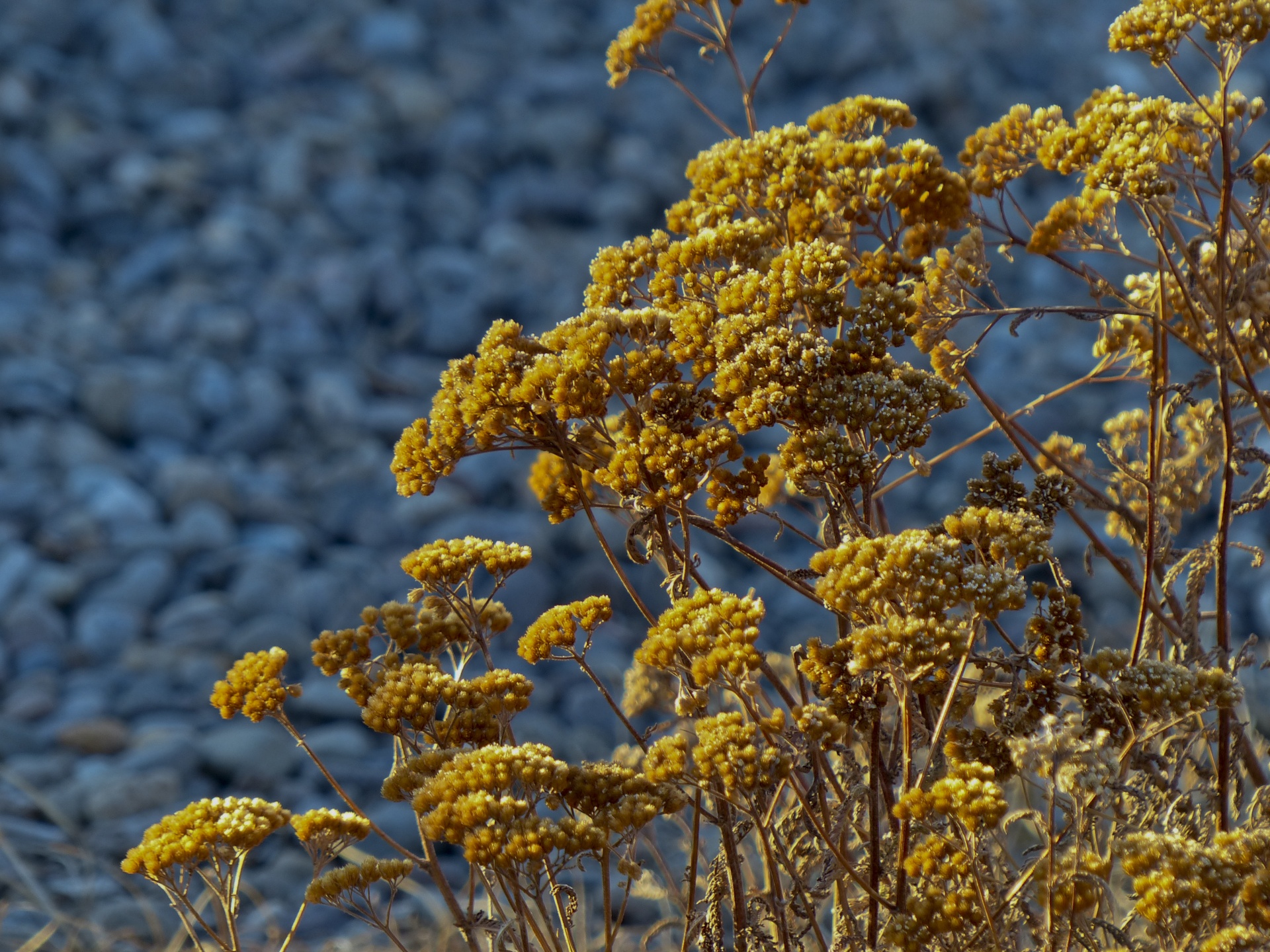 Gėlės,  Geltona,  Mėlynas,  Izoliuotas,  Fonas,  Wildflower,  Geltonos Laukinės Spalvos Mėlynas Fonas, Nemokamos Nuotraukos,  Nemokama Licenzija