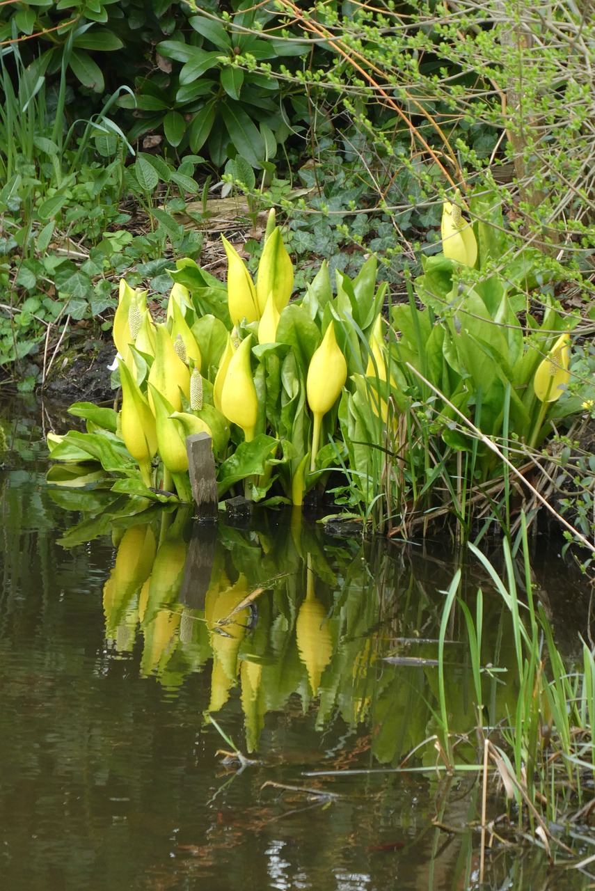 Įmonių Zantedeschia,  Pavasaris,  Pobūdį,  Augalų,  Lapas,  Sodas,  Griovys,  Atspindys,  Gėlės, Nemokamos Nuotraukos