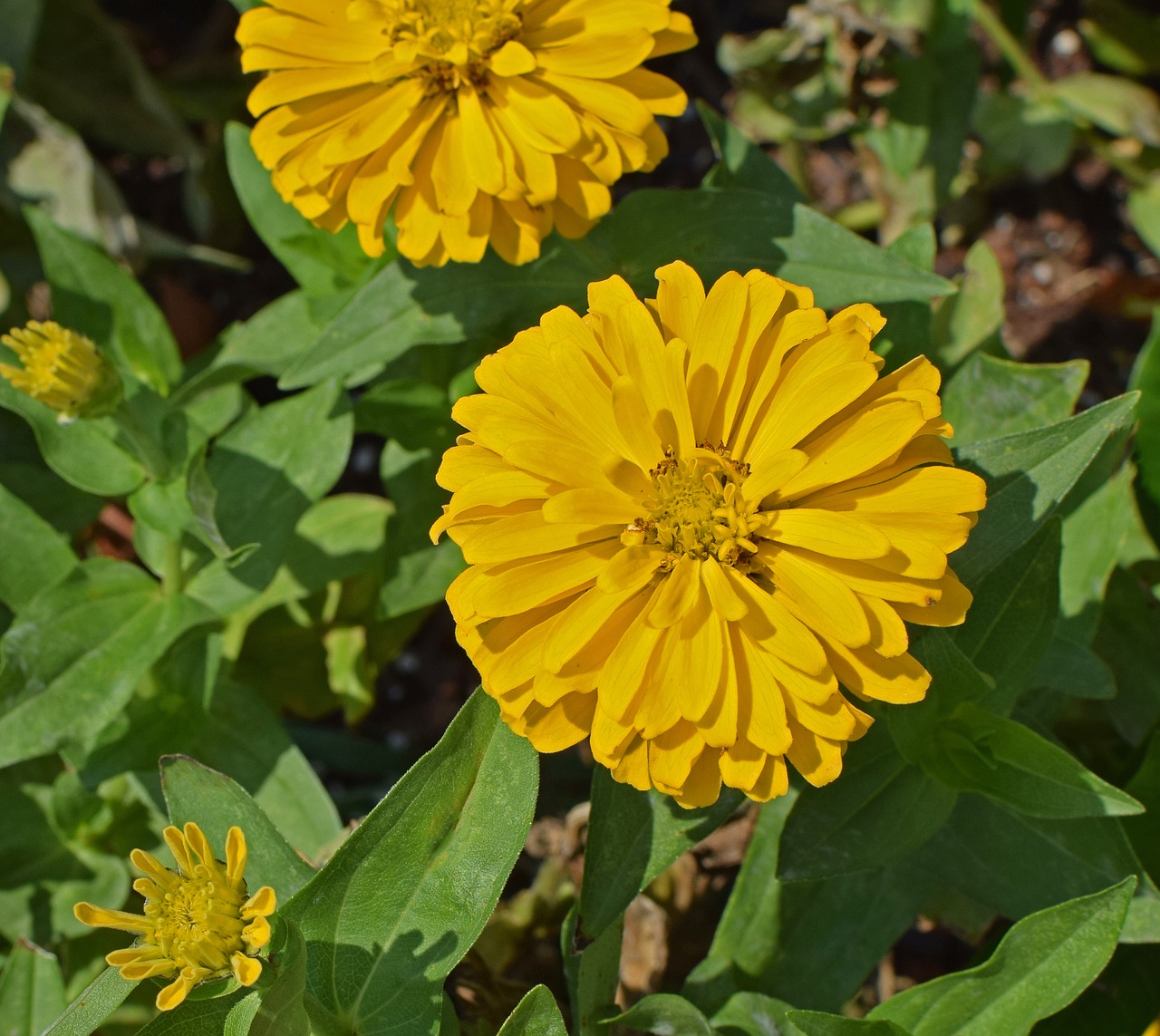 Geltona Zinnia, Gėlė, Žiedas, Žydėti, Augalas, Sodas, Gamta, Spalvinga, Geltona, Nemokamos Nuotraukos