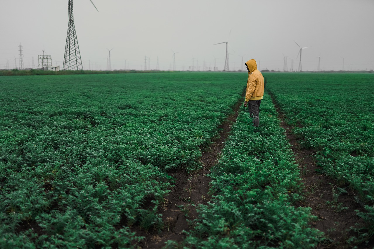 Geltonos,  Apvalkalą,  Viešbučio,  Žalieji,  Dangus,  Laukas,  Windmill,  Malūnai,  Hoodie,  Gaubtas