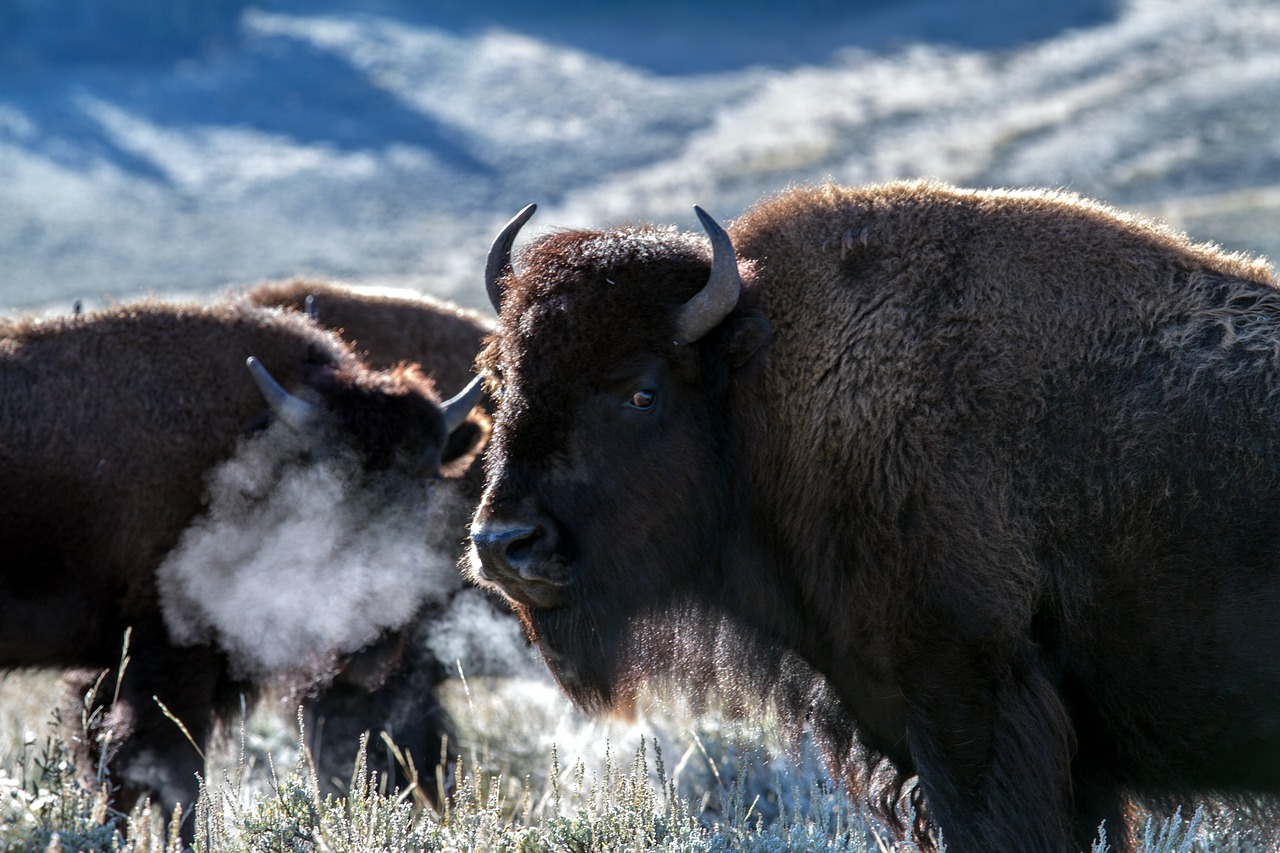 Geltonojo Akmens Nacionalinis Parkas, Vajomingas, Usa, Bizonas, American Bison, Buivolai, Nemokamos Nuotraukos,  Nemokama Licenzija