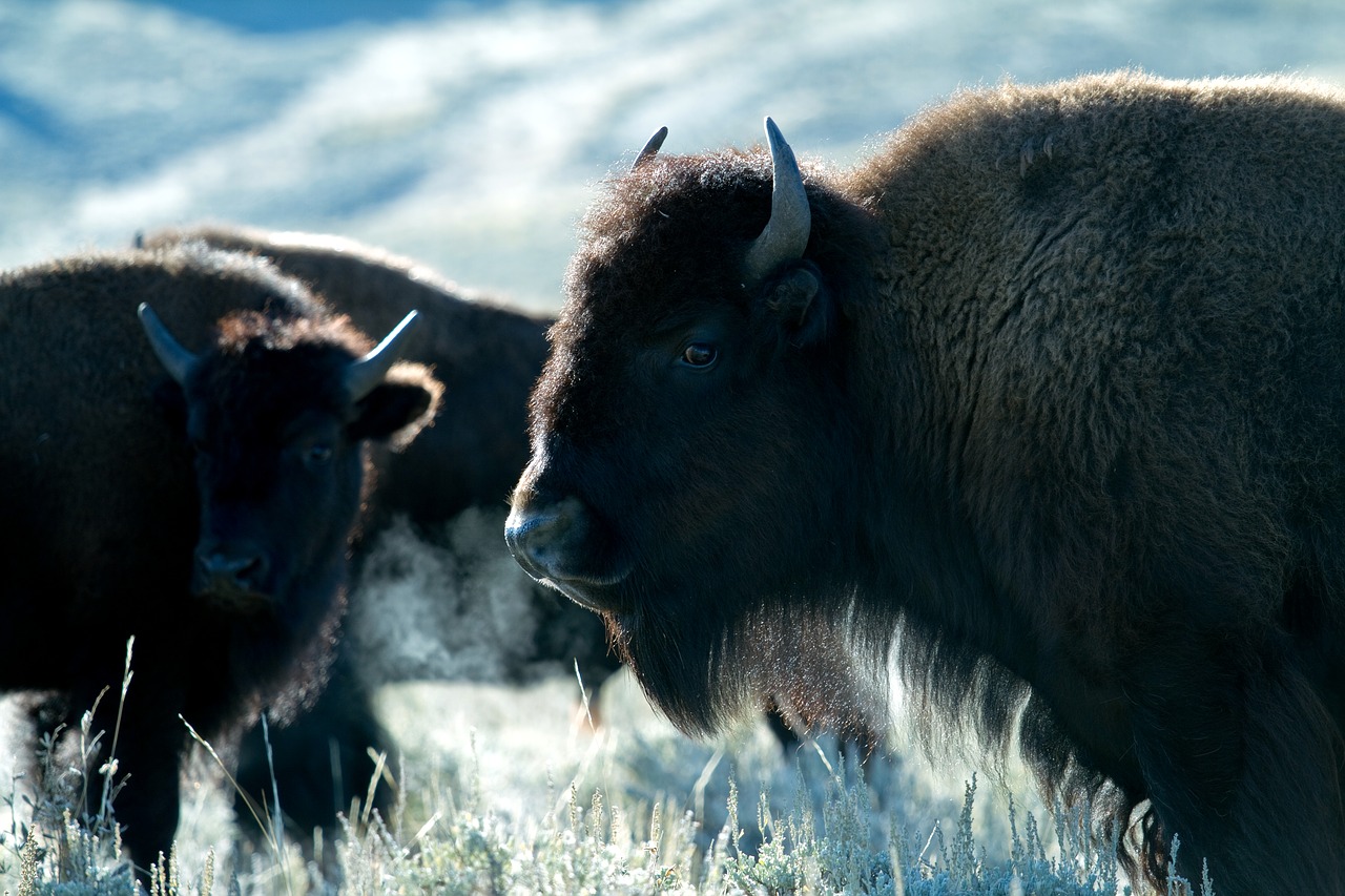 Geltonojo Akmens Nacionalinis Parkas, Vajomingas, Usa, Bizonas, American Bison, Buivolai, Nemokamos Nuotraukos,  Nemokama Licenzija